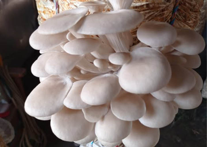 कन्य च्याउ