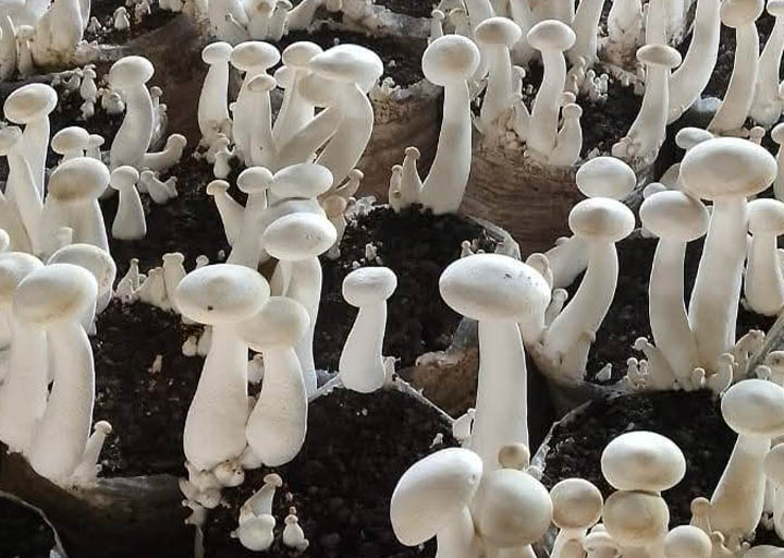 मिल्की च्याउ