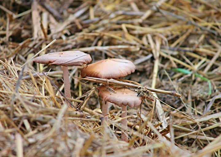 पराले च्याउ